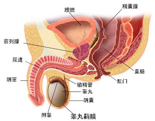 病毒性前列腺炎的症状有哪些